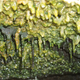 Thick microbial mats hang under a rock ledge in steam vents that run along the Eastern Rift Zone.